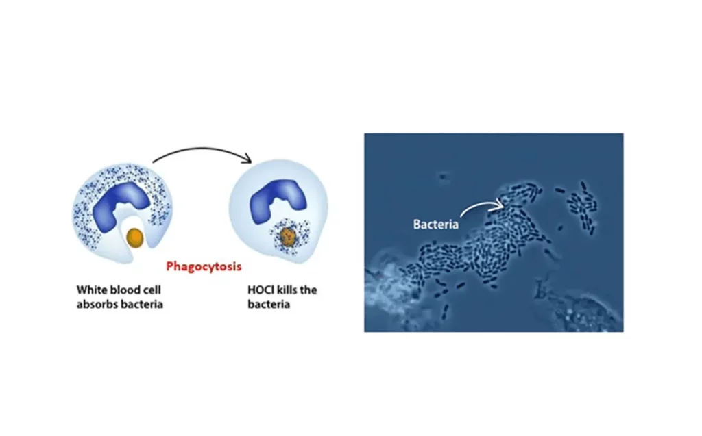 Phagocytosis and HOCL killing germs and bacteria.