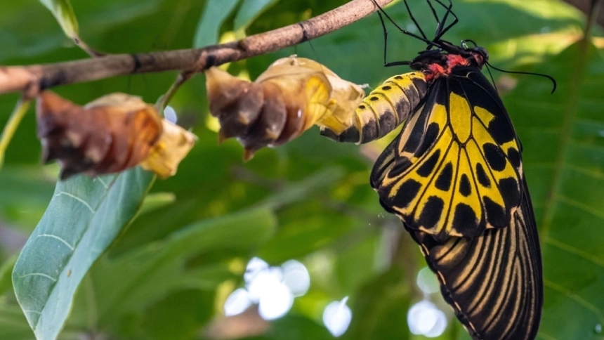 pupa out of the cocoon