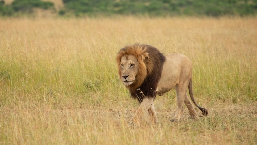 a lone Lion leaving their tribe
