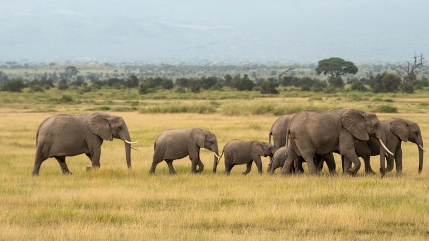 a herd of elephants with calfs