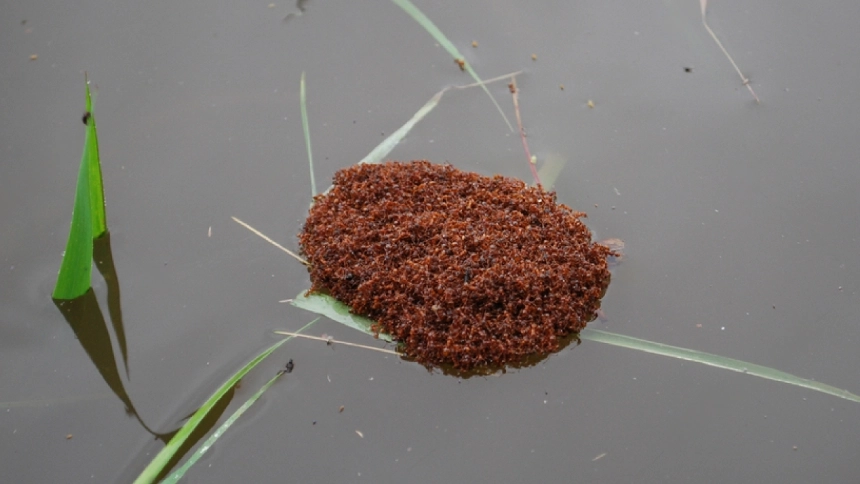 A colony of fire ants forms a raft during flood